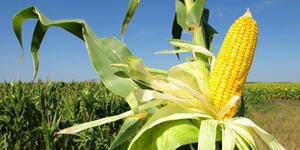 Iniaf liberará tres nuevas variedades de maíz duro