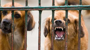 Bolivia registra 156 casos de rabia canina desde enero