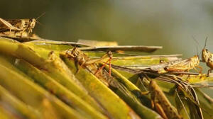 Plaga de langostas en Bolivia afecta a más de 1.100 hectáreas