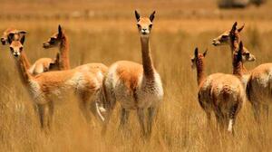 Precio de la fibra de vicuña llega a $us 470 el kilo