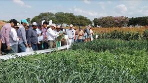 Cultivos de invierno del Este consolidan el manejo sostenible de la producción agrícola en Santa Cruz