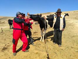 Concluye ‘Plan de Sanidad Animal’ con la vitaminización y desparasitación de ganado en los 4 distritos rurales de El Alto