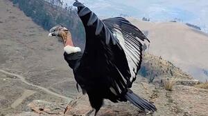 Cóndor andino rescatado en Sacaba vuelve a los cielos