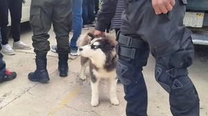 Pofoma rescata a 66 animales domésticos en la feria 16 de julio de El Alto