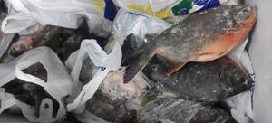EMAPA y su oferta de pescados frescos en Semana Santa