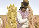 Exportaciones de quinua boliviana casi se duplica en 2013