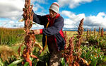 Exportaciones de quinua  boliviana suman $us 184,4 millones hasta noviembre