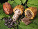 Mercado mundial del cacao supera los $us30.000 millones al año