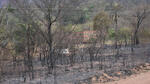 Suspenden labores escolares en Roboré por incendios