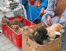 Continúa maltrato en venta de mascotas en feria de El Alto