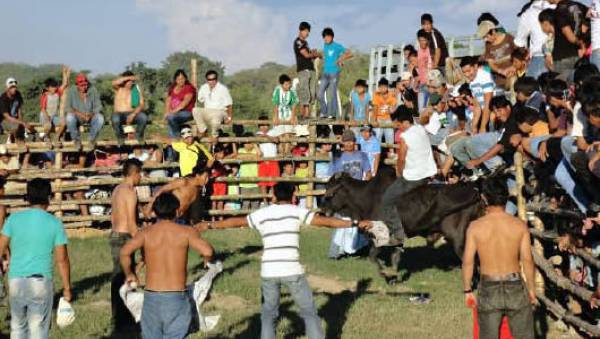 Jocheo de toros en Trinidad, Beni - Bolivia