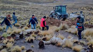 Zoonosis de El Alto realiza rastrillaje de jauría de perros ferales en Alto Milluni