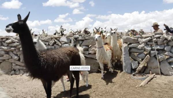 Carne de llama pretende llegar al mercado estadounidense