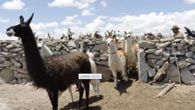 Carne de llama pretende llegar al mercado estadounidense