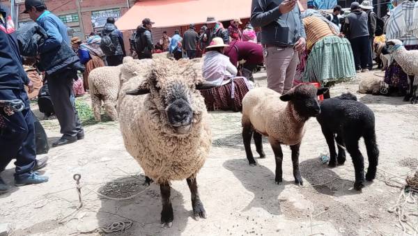 Municipio inaugura oficialmente la Feria Anual de Ramos 2026 con más de 5 mil expositores 